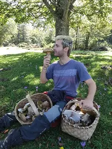 boletus