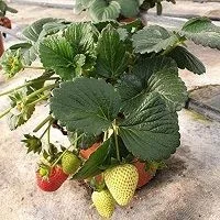 fresa planta