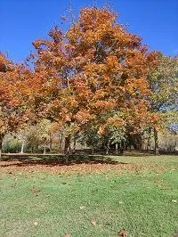 césped otoño