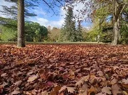 limpieza de hojas en otoño