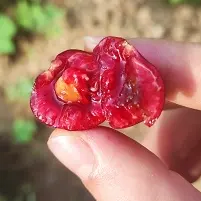 gusano mosca de la fruta