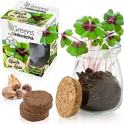 Oxalis Tetraphylla planta